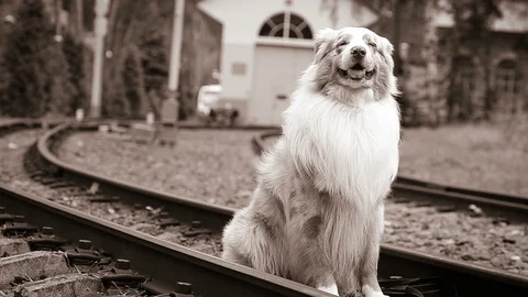 Dog sitting on rails Stock Footage 97522044