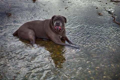 Dog sitting in river 写真素材