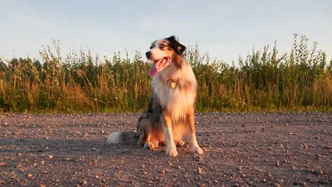 The dog is sitting on the road in the sunset light and resting Stock Footage 204984560