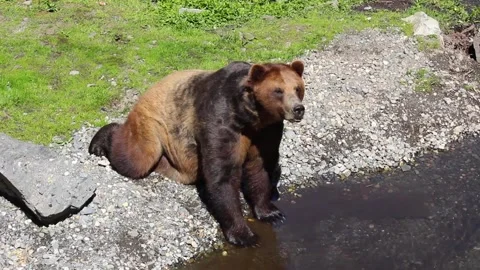 A dog sitting on a rock Stock Footage 155357710