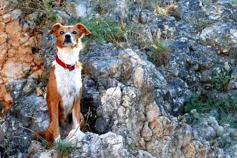 Dog sitting on the rock Foto stock