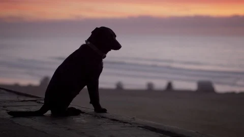 Dog sitting on a rooftop overlooking the ocean at sunset Vídeo Stock 118534815