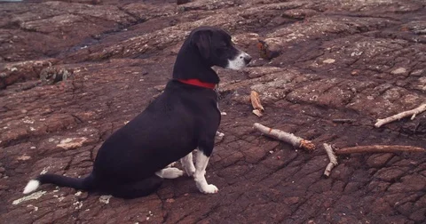 Dog Sitting Scratching Himself On Rocks Stock Footage 71329594
