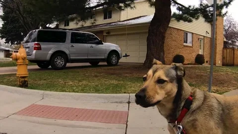 A dog sitting on the side of a building Stock Footage 155357809