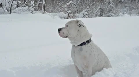 Dog sitting in snow 7110 스톡 동영상 10719799