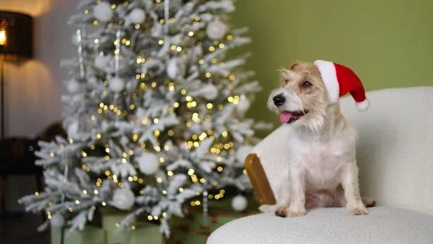 The dog is sitting on the sofa. A pet in a red Santa hat 스톡 동영상 255766752