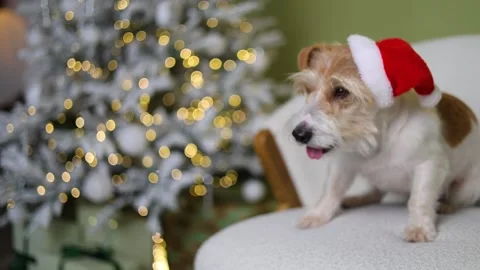 The dog is sitting on the sofa. A pet in a red Santa hat 스톡 동영상 255766879