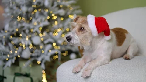 The dog is sitting on the sofa. A pet in a red Santa hat Stock Footage 255766912