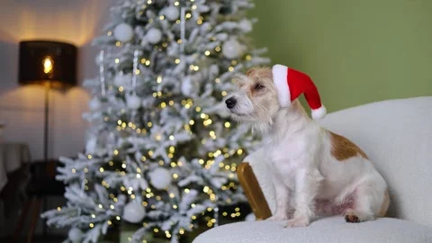 The dog is sitting on the sofa. A pet in a red Santa hat against the background Stock Footage 255766974