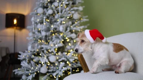 The dog is sitting on the sofa. A pet in a red Santa hat 스톡 동영상 255767020