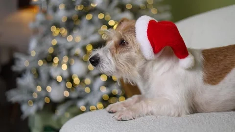 The dog is sitting on the sofa. A pet in a red Santa hat 스톡 동영상 255767117
