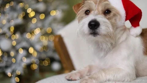 The dog is sitting on the sofa. A pet in a red Santa hat 스톡 동영상 255767229