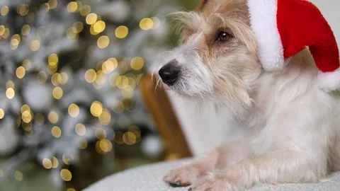 The dog is sitting on the sofa. A pet in a red Santa hat 스톡 동영상 255767281