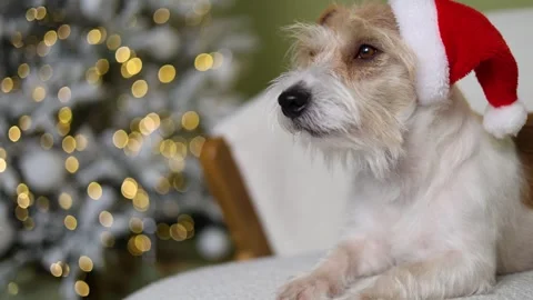 The dog is sitting on the sofa. A pet in a red Santa hat 스톡 동영상 255767409
