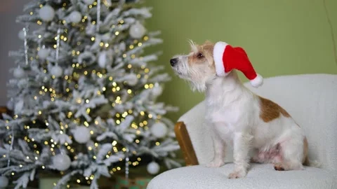 The dog is sitting on the sofa. A pet in a red Santa hat against the background  스톡 동영상 255767702