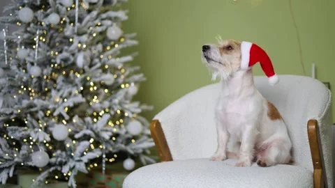 The dog is sitting on the sofa. A pet in a red Santa hat 스톡 동영상 255768257