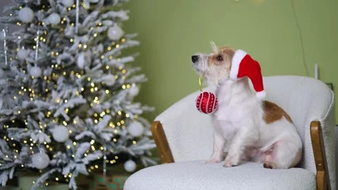 The dog is sitting on the sofa. A pet in a red Santa hat Stock Footage 255768554