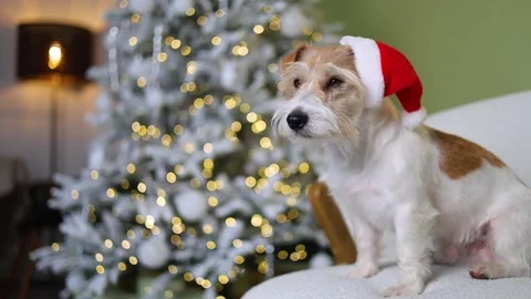 The dog is sitting on the sofa. A pet in a red Santa hat 스톡 동영상 255768716