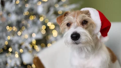 The dog is sitting on the sofa. A pet in a red Santa hat Stock Footage 255769006