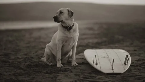 Dog sitting by a surfboard on a beach. Video stock 88368697