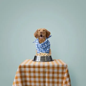 Dog sitting at the table and having a meal Stock Photos