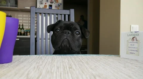 Dog sitting at the table and shakes his head Stock Footage 64352574