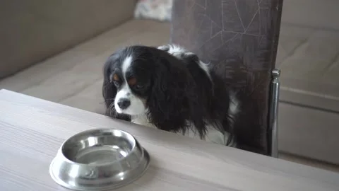 The dog is sitting at the table with a bowl. Video stock 170116497