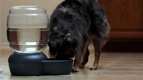A dog sitting on a table Stock Footage 155396428