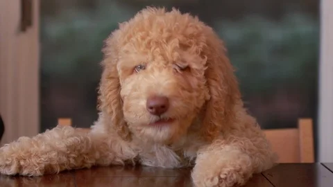 A dog sitting at a table moves its mouth as if "Talking" Stock Footage 89358648