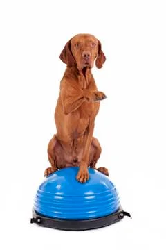 Dog sitting on top of exercise ball Fotos Stock