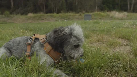 A dog sitting on top of a grass covered field Stock Footage 155357735