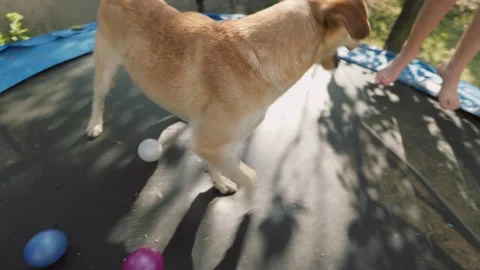 Dog sitting on a trampoline Stock Footage 248520862