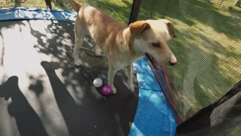Dog sitting on a trampoline Stock Footage 249013871