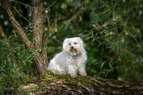 Dog sitting on a tree Foto stock