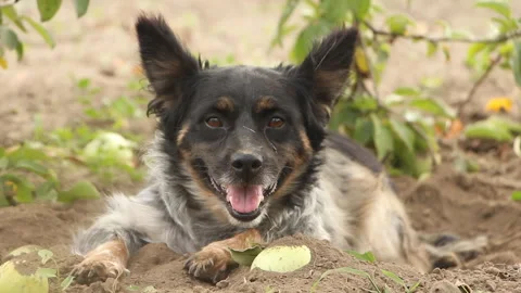 The dog is sitting under an apple tree and looking at the camera Stock Footage 254820518