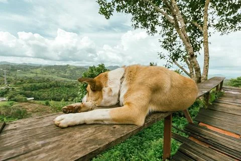 A Dog sitting with view point Stock Photos