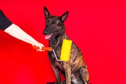 Dog sitting while getting a massage with a yellow roller Stock Photos