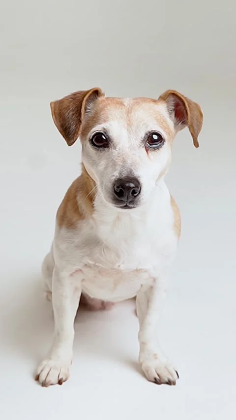 Dog sitting on white background Vídeo Stock 280483649