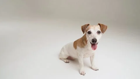 Dog sitting on white background. side profile view Vídeo Stock 169576133