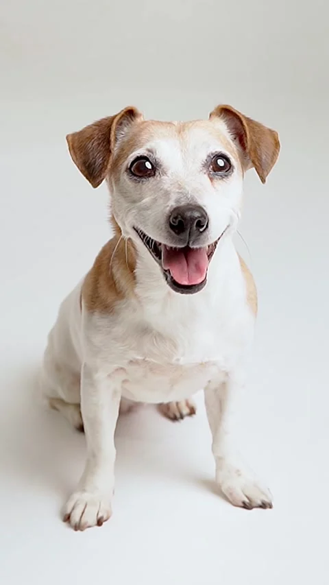 Dog sitting on white background studio video Vídeo Stock 280483691