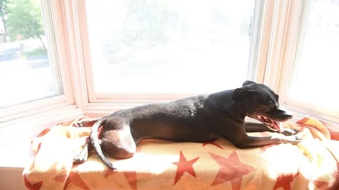 Dog sitting in window Stock Footage 75770126