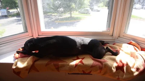 Dog sitting in window Stock Footage 75770262
