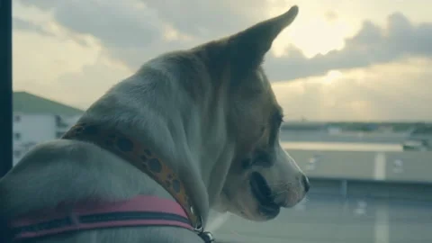 Dog sitting by the window of the house looking outside the house Stock Footage 232645292