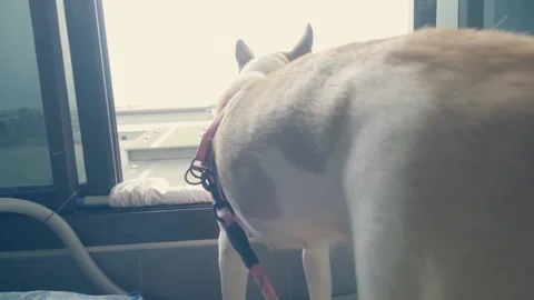 Dog sitting by the window of the house looking outside the house Stock Footage 232645293