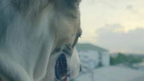 Dog sitting by the window of the house looking outside the house Stock Footage 232645294