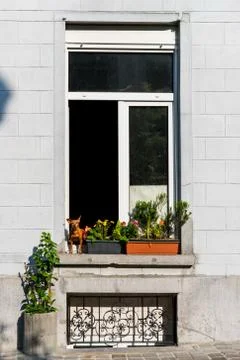 A dog sitting in a window Stock Photos