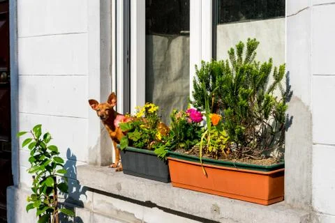 A dog sitting in a window 库存照片