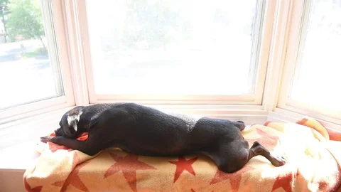 Dog sitting in window puts head down Stock Footage 75770216