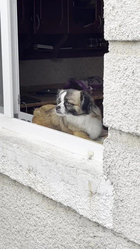 Dog sitting on windowsill of open window watching outside Stock Footage 334330578