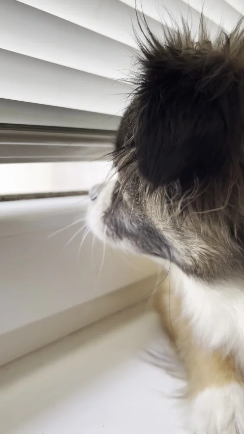 Dog sitting on windowsill watching through blinds Stock Footage 334330520